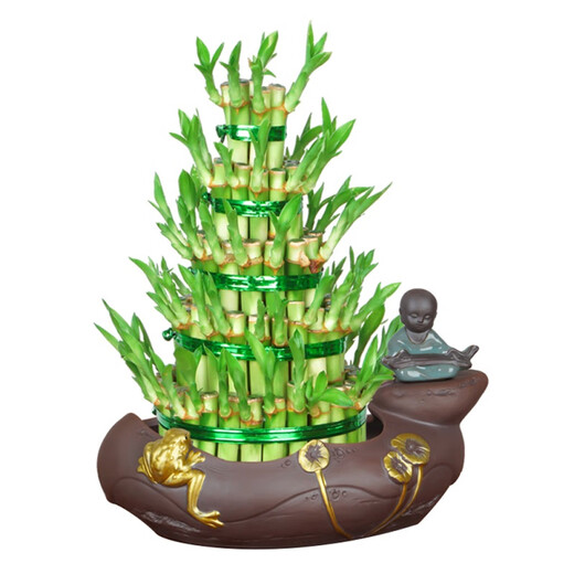 富贵竹植物水养客厅盆栽节节高竹塔土培绿植办公四季好养送礼盆景 小五层富贵竹+哥窑829+接水Pvc底座 带盆发货