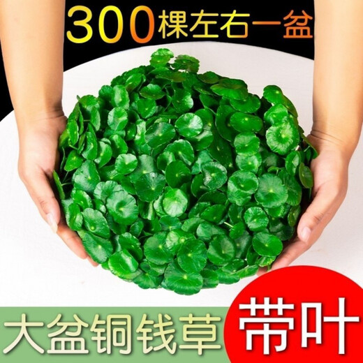 Xingan and copper money grass hydroponic potted indoor and outdoor flowers money grass green plants suck green plants flowers and plants copper money grass one pot without pot about 300 plants with leaves