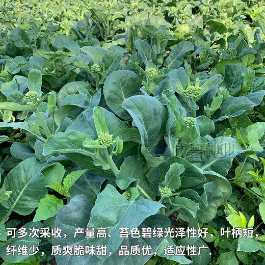 Xiangbin kale seeds kale field open-air planting in spring, summer, autumn and winter sowing pot seeds Guangdong vegetable seeds white flower willow leaf kale seeds 2000 original 10 packs