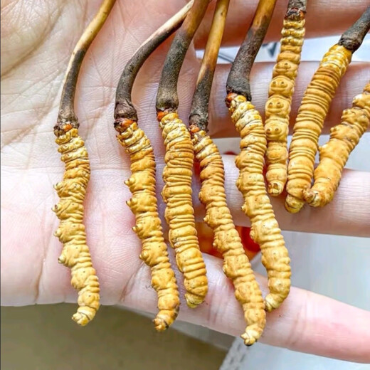 新鲜冬虫夏草2025年头期虫草正品领导高海拔送礼正宗鲜虫草过节 0.7-0.8克/根   10根鲜虫草 冬虫夏草  顺丰发货