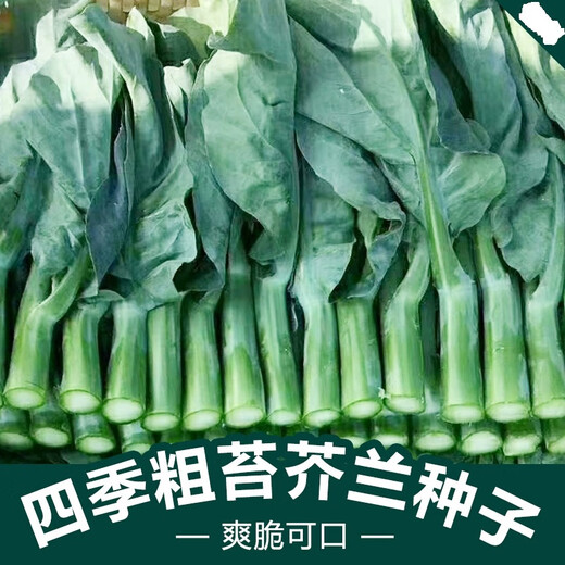 Xiangbin kale seeds kale field open-air planting in spring, summer, autumn and winter sowing pot seeds Guangdong vegetable seeds white flower willow leaf kale seeds 2000 original 10 packs