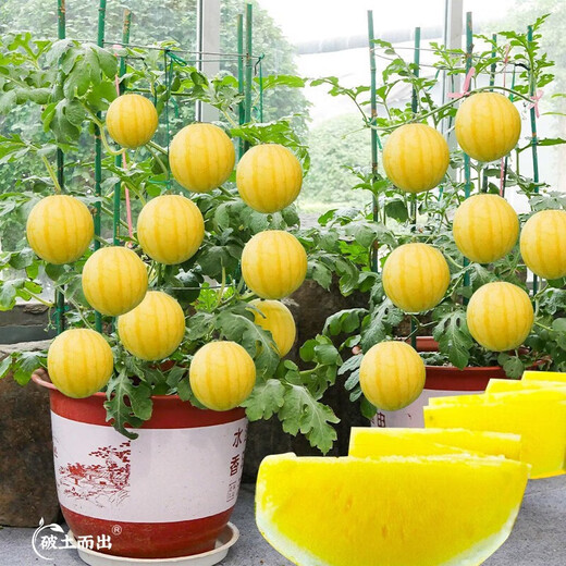 Dayu Yellow Heart Watermelon Seeds, Early Maturity, Yellow Skin, Red Flesh, Yellow Flesh, Special Xiaofeng Watermelon Seeds, Southern Fruit, Ansheng Huangmeiren Watermelon Seeds, 20 capsules