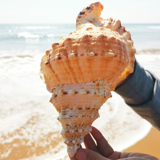 天然超大海螺贝壳摆件工艺品鱼缸造景水族箱装饰拍摄道具海的声音 1517厘米精品