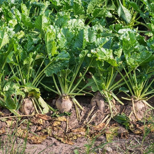 Big-leaf beet seeds, beet seeds, authentic northern vegetable seeds, complete hardcover original factory, big-leaf beet seeds, beet seeds, authentic northern vegetables.