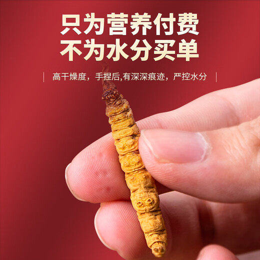 Tongfu Cordyceps sinensis 2 Wurzeln/g 50g etwa 100 Wurzeln Geschenkboxen, nahrhafte Nahrungsergänzungsmittel, Geschenke für Älteste