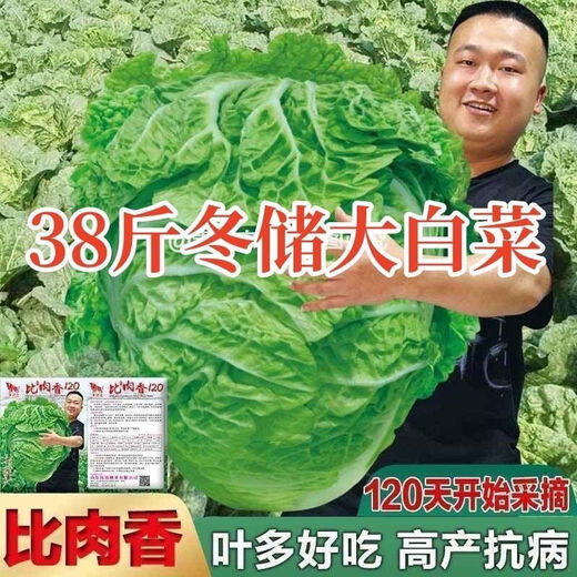 38 Jin Jin is equal to 0.5 kg. Overwintering Chinese cabbage seeds Shandong Chinese cabbage seeds. Chinese cabbage seeds are disease-resistant and high-yielding. Leafy cabbage. Original 5 packs (about 5000 grains) + Songpin. 38 Jin Jin is equal to 0.5 kg. Winter storage Chinese cabbage seeds.
