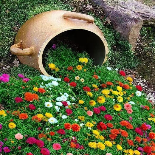 Double sunflower seeds bloom in all seasons, balcony outdoor courtyard green plant seeds are drought-tolerant and the garden blooms continuously. Multi-color mixed pack. Highly recommended best-selling model. Double sunflower seeds l pack/2OOOO capsules.