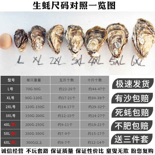 Popular Rushan Oysters, Fresh Oysters, Extra Large Seafood Oysters, 5 Jin Jin is equal to 0.5 kg, whole box of fresh oysters, 4 Jin Jin is equal to 0.5 kg, 3XL size, 10-16 pcs