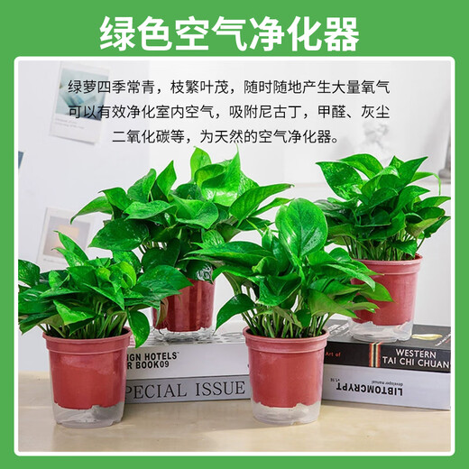 Shuangmeng green radish potted formaldehyde-removing flowers and green plants office 180-gallon self-priming water basin 8 pots straight from the source