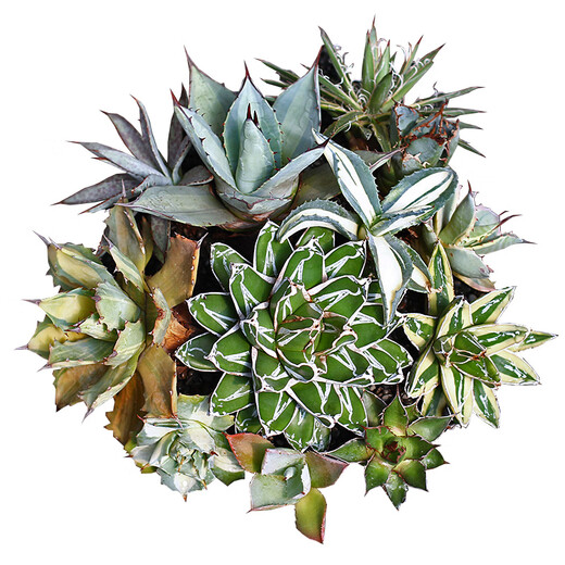 
ZKHE agave potted plant Blue Whale Nin Crown Auspicious Crown Takith Thunder Succulent Succulent Plant Combination Pot Plant Princess Thunder White Middle Spot Single Head 4-5cm Naked Root Without Soil