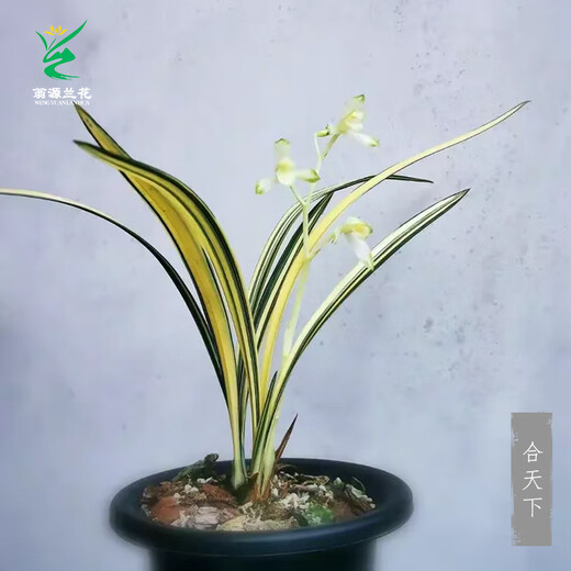 Wengyuan Orchid Jianlan Hetianxia Yehua Double Art Lotus-shaped Plain Heart Ceiling Advanced Xiangyi Precious Resource Grass Hetianxia 1 Seedling Large Strong Seedling Simple Pot Hair