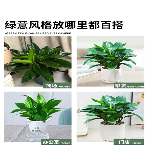 Amazing 18 kinds of spider plants for you to choose Phnom Penh Chlorophytum Various potted flowers Living room hanging tabletop plants purify the air Gold diamond with pot