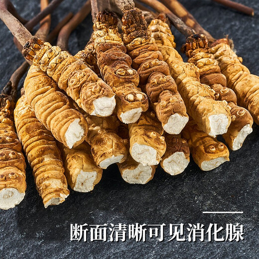 色季拉冬虫夏草断草 大断节虫草 10克装1瓶自吃实惠推荐