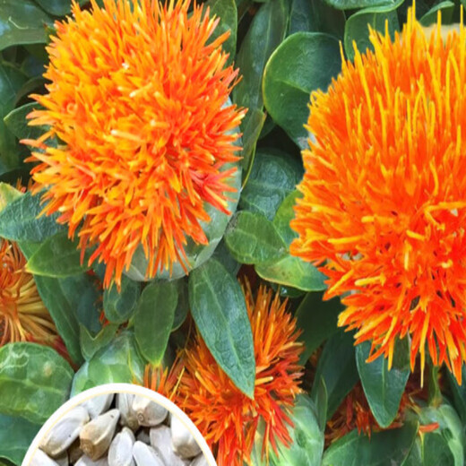Meat manager Chinese herbal medicine safflower seeds saffron seeds Xinjiang grass safflower seeds pure new field planting seeds safflower seeds one Jin Jin is equal to 0.5 kilograms