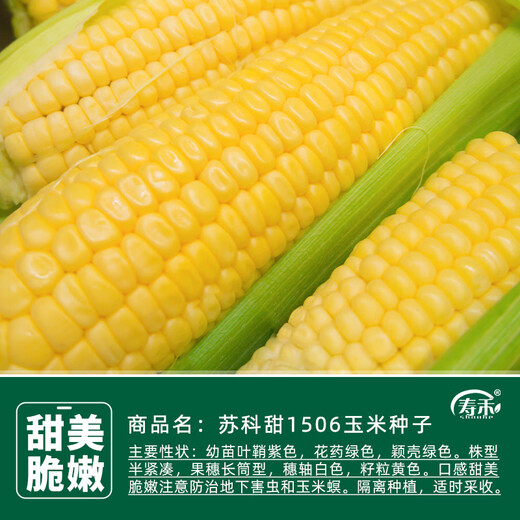 寿禾 超甜水果玉米种子大全紫糯黑甜糯可生食粘甜种孑秋季寿光蔬菜 苏科甜1506玉米种子40g+50g肥