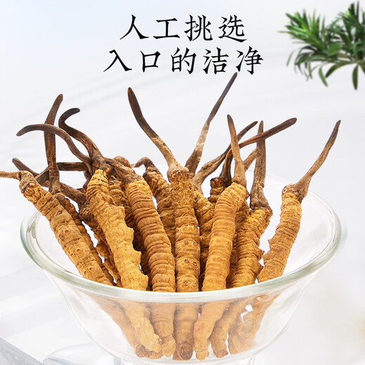 Tongrentang Brand Beijing Tongrentang Produce Youth Cordyceps Gift Box Cordyceps Can be matched with ginseng tonic 1 box 20g [Quality Gold Label] About 80 pieces About 4 pieces/gram