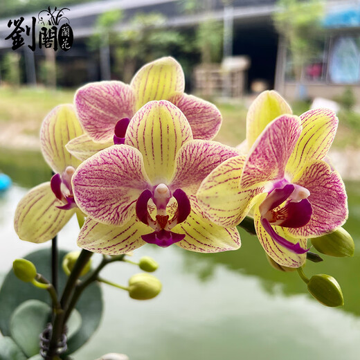 Liuge orchid orchid potted plant living room office flower butterfly orchid three-color bird with 1 flower sword with porcelain white basin source straight hair