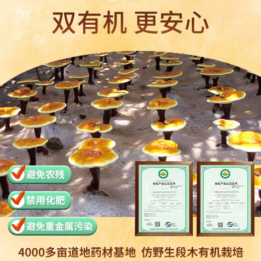 Qiaokang Breaking Wall Ganoderma Lucidum Spore Powder 50g für Menschen mittleren Alters und ältere Menschen zur Verbesserung der Immunität, hohe Triterpene 10,5% organisch gepflanzte Jinzhai 4 Kisten (6 Boxen mit 300 g insgesamt)