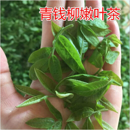 Hua Tuo Shiyi Qingqian Liu Tee Medizinische Materialien 23 Jahre neuer Tee sind für den Markt für wildgrüne Qian Liu Tea 70 g 500 g Antike Baum zarte Blätter Golden Qian Liu Tee 70 g (70 g*1 Can) erhältlich