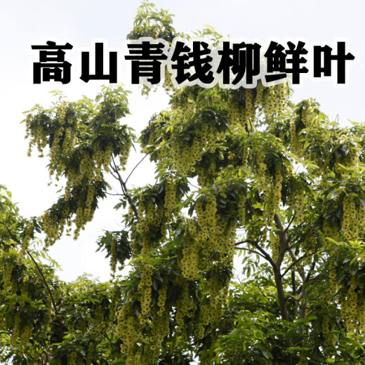 ZKWFU高山野生天然青钱柳养生茶126g袋装辅助调节亚健康血糖正品包邮 3袋