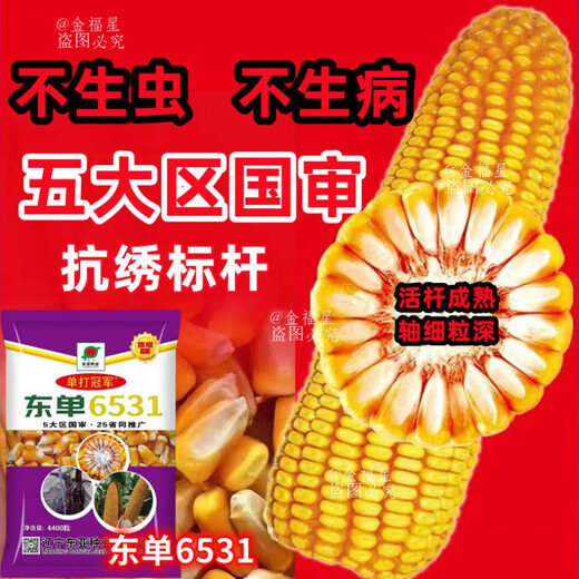 Новый сорт одобрен пятью странами, оригинальный одиночный Dongdan 6531, Академия сельскохозяйственных наук, короткий стебель, большая палка, устойчивость к болезням, устойчивость к полеганию, золотое зерно, высокая урожайность, одиночный Dongdan 6531, 4400 зерен на акр, один акр