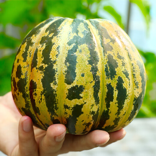 Shouhe Green Skin Melon Seeds Large Whole Melon Flower Skin Melon Seeds 100 capsules x5 Wholesale