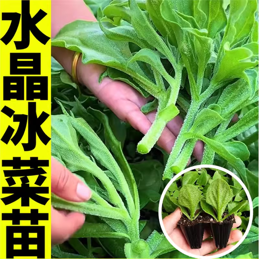 Winter vegetable seedlings, autumn and winter collection of various cold-resistant vegetable seedlings, southern seasonal balcony potted seedlings in autumn, 50 leek roots