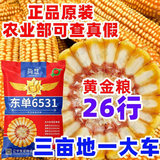 Princess Pomelo Wholesale Price Dongdan 6531 Corn Seeds Short Stem Large Double Cob Hybrid Lodging Resistant Seeds Complete Collection 440 in a bag 4400 in a bag + agent + yield increasing technology 4400 grains - only 761 pieces left