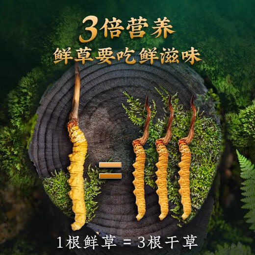[Tibet Straight Hair] Authentic First Fresh Cordyceps 2025 Selected High Altitude Fresh Cordyceps SF Cold Chain 0.4-0.5gSpecifications 100 Roots