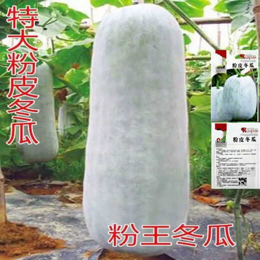 Pink-skinned giant winter melon seeds, extra-large pink-skinned winter melon seeds, pink-skinned giant winter melons, black-skinned giant large winter melons, pink-skinned giant winter melon seeds, common winter melons in rural areas, selected 22 capsules + fertilizer