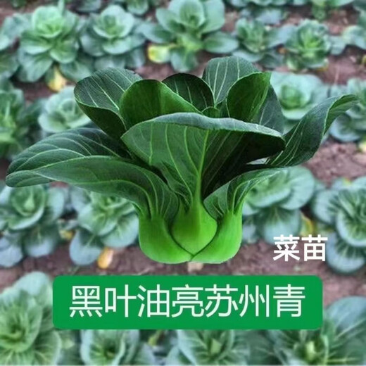 Qiuying short-legged Suzhou green vegetable seedlings all seasons Shanghai green rice seedlings Wuta small green vegetable seedlings balcony field vegetables Shanghai green 1 pack