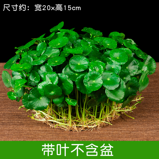 Xingan and copper money grass hydroponic potted indoor and outdoor flowers money grass green plants suck green plants flowers and plants copper money grass one pot without pot about 300 plants with leaves
