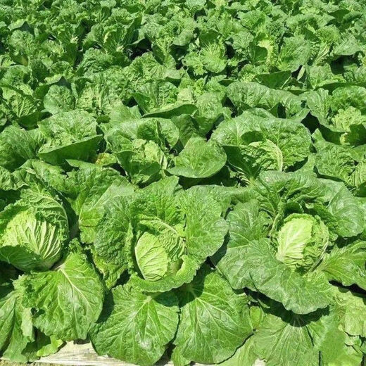 38 Jin Jin is equal to 0.5 kg. Overwintering Chinese cabbage seeds Shandong Chinese cabbage seeds. Chinese cabbage seeds are disease-resistant and high-yielding. Leafy cabbage. Original 5 packs (about 5000 grains) + Songpin. 38 Jin Jin is equal to 0.5 kg. Winter storage Chinese cabbage seeds.