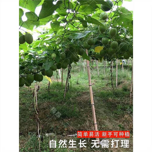 Popular Mangosteen seeds, Mangosteen saplings, courtyard balcony seedlings, potted Mangosteen seedlings that bear fruit for field planting, 20 Mangosteen seeds + fertilizer