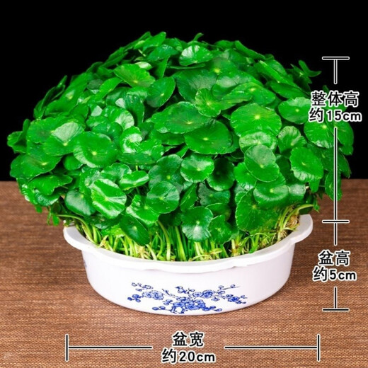 Xingan and copper money grass hydroponic potted indoor and outdoor flowers money grass green plants suck green plants flowers and plants copper money grass one pot without pot about 300 plants with leaves