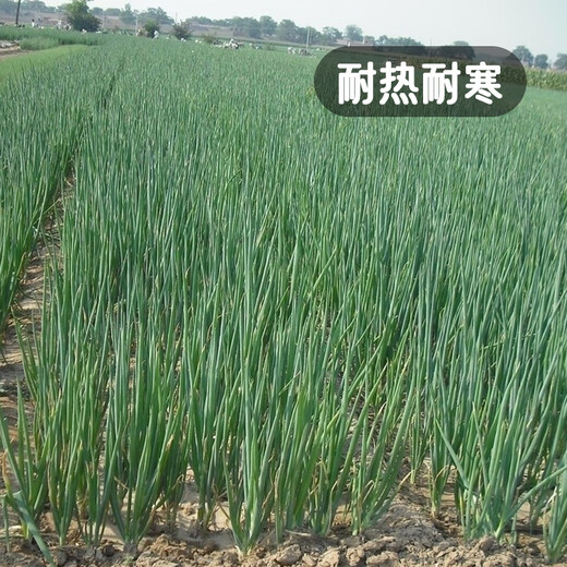 Fengming Yashi single-rooted shallot seeds field planting four-season balcony seeds potted single-rooted delicate shallot seeds 10g