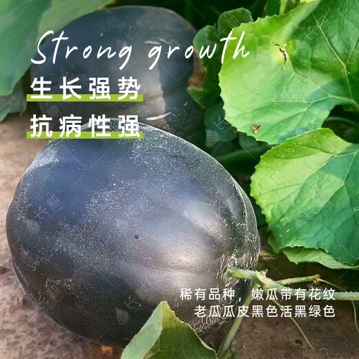 Long-cultivated black beauty melon seeds old variety black skin red flesh dry noodle melon seeds spring and summer seasons potted melon seeds black beauty melon seeds 5g * 5 packs
