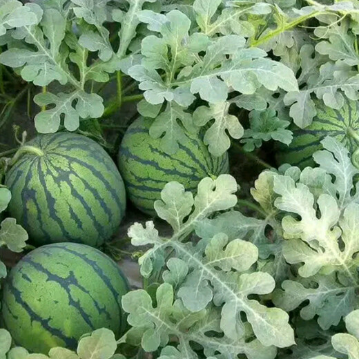 Suri Zaojia 8424 Watermelon Early Ripening Kirin Melon Xindumei Watermelon Seed Extra Large Kirin Super Sweet Seedless Melon Early Ripening Resistant Sweet Beauty Canned 500 capsules