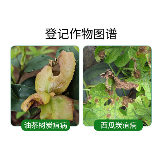 Guoguang Huixiu 32.5% azoxystrobin citrus watermelon rice sheath blight anthracnose leaf spot pesticide fungicide