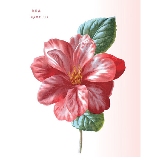 The Language of Flowers: Secrets of Flowers and Plants in British Classical Prints