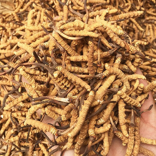 Verwenden Sie auf dem inneren Hof die gleiche Qualität, gebrochene Cordyceps und Hay Cordyceps und Sommergras, um Suppe und Wein für eine spezielle Behandlung zu machen. Yushu 10g