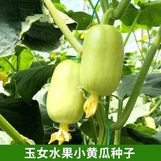 Jade Girl Fruit Cucumber Seeds Mini Small Cucumber Seeds Eat Raw Crisp and Sweet Without Residues for Spring and Autumn Planting Balcony Pot Seeds - Mouthful Juice Jade Girl Cucumber Seeds Pack of About 5 Original New Products - New Seeds 1 Bag (50 Tablets) Song Fertilizer