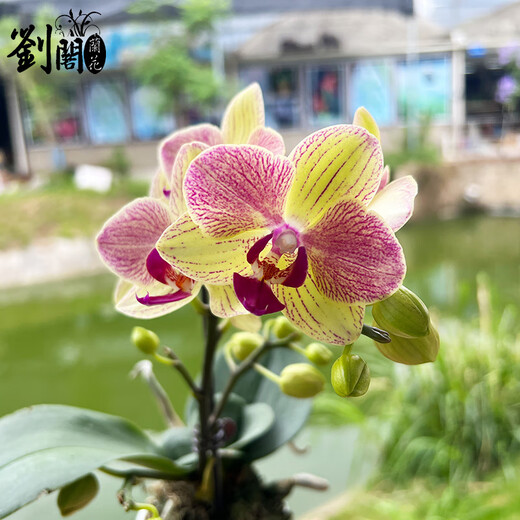 Liuge orchid orchid potted plant living room office flower butterfly orchid three-color bird with 1 flower sword with porcelain white basin source straight hair