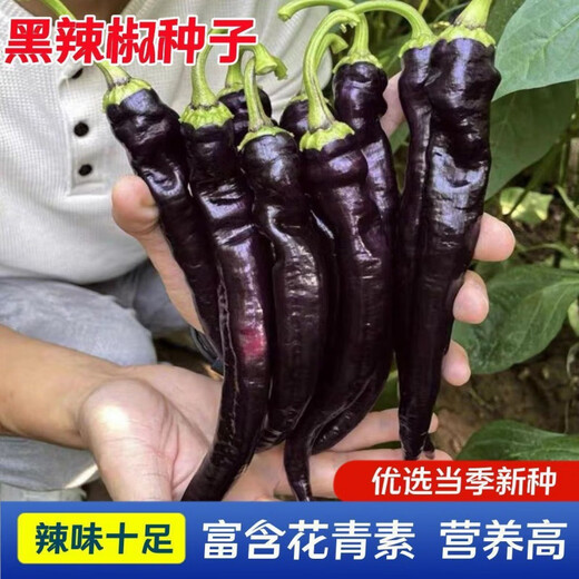 Wangyuanxing black pepper seeds beauty pepper purple skin pepper seeds purple screw pepper four seasons spring and autumn Hangzhou pepper extra spicy king black pepper seeds 1 pack about 300 +
