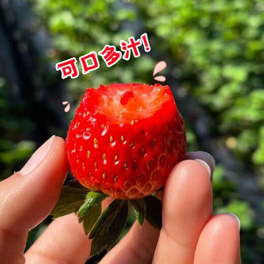 Chunfule Dandong Strawberry Authentic Dandong 99 Red Cream Strawberry Seasonal Fresh Fruit [SF Air Freight] Big fruit net weight 2.8 Jin [Jin equals 0.5 kg] [Single fruit 20-30g]