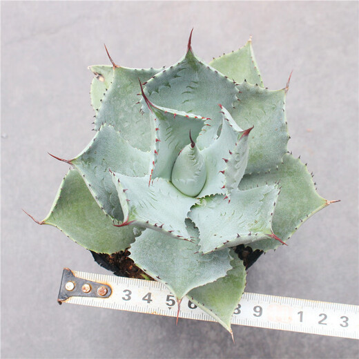 Combinación de agave pequeña maceta grande planta suculenta principiante decoración de sala de estar planta verde Thor corona auspiciosa Thor 8-10 cm raíz desnuda sin tierra