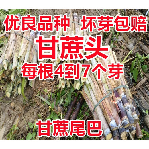 Jingyu Sugarcane Head Sugarcane Seedlings 10 Roots 4 to 7 Buds Each Root Authentic Guangxi Black Sugarcane Red Sugarcane Purple Sugarcane Tips Golden Sugarcane Seed (Yellow Sugarcane) 50 Roots