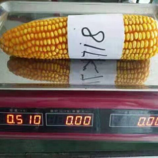 新种高产nk718大棒玉米种子审矮杆抗倒抗旱马牙细轴单双胞云贵川 新种国审原装NK718【1.42公斤】1袋国审品种
