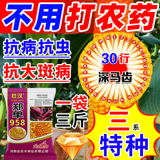 Zhuanghan Academy of Agricultural Sciences National Approval of Corn Seeds Zhengdan 958 High Yield Short Stem Lodging and Drought Resistance Big Stick New Variety Baogu Live Stalk Mature 3Jin Jin equals 0.5kg South and North Tong has a high germination rate