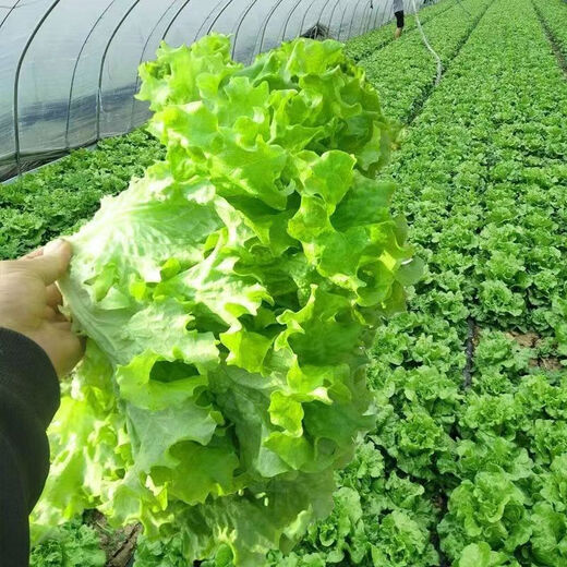 Four seasons sweet and crisp glass lettuce seeds, crisp and tender raw lettuce seeds, farmer's four seasons potted vegetable seeds, glass lettuce 1 pack, about 2000 pieces